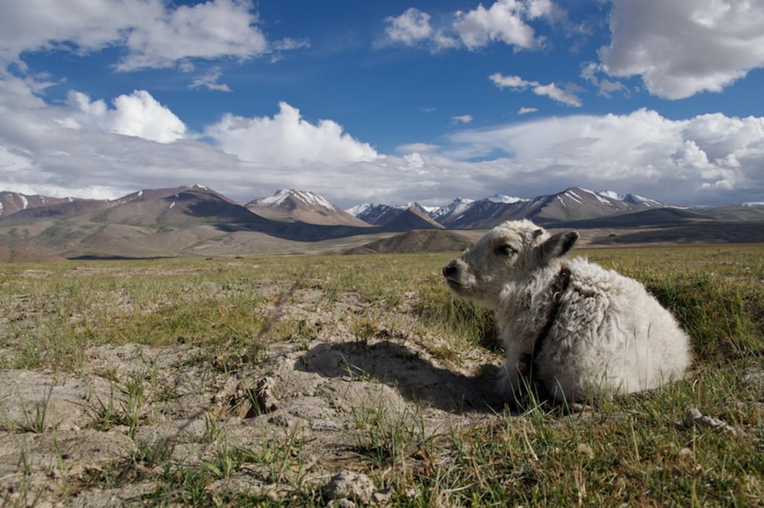 The Pamir Highway in summer, looking across the high plateau
